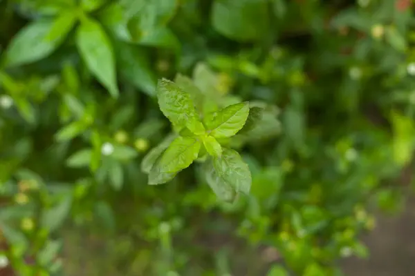 Holy basil or Tulsi An Ayurvedic Plant Tulsi has been used as a medicine in Hindu scriptures since ancient times.