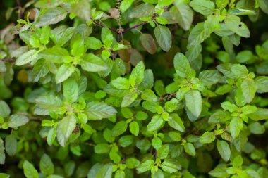 Red colour brick wall background