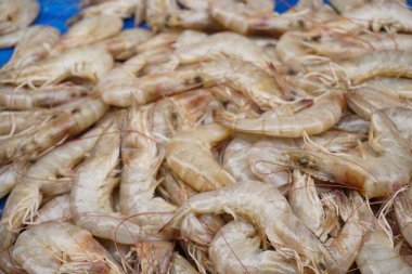 Lots of Shrimp put on a plastic