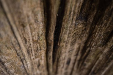 Texture inside the wood