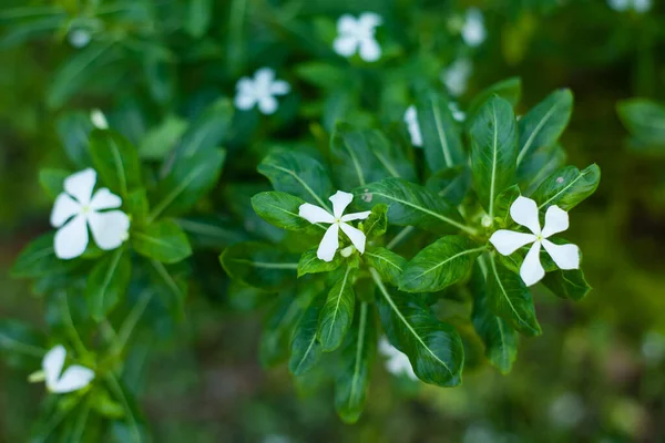 White colour periwinkle flower