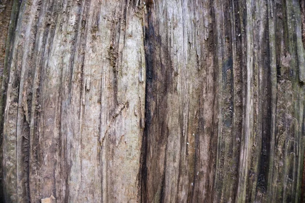 Texture inside the wood