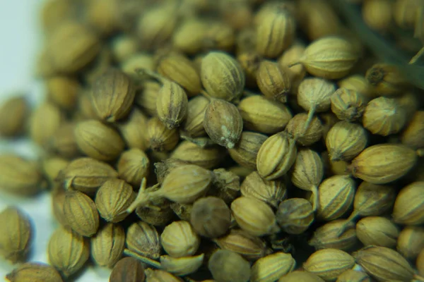 Coriander Used Cooking Also Has Many Properties — Stock Photo, Image