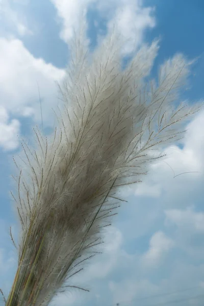 Flores Kash Estão Florescendo Céu Outono — Fotografia de Stock