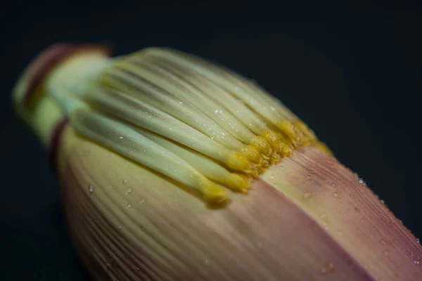 Výživná Bohatá Banánová Květina Nebo Květina Plantejnu Nebo Moka Mnoho — Stock fotografie