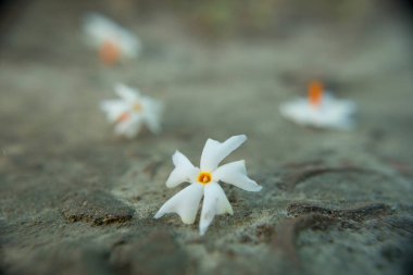 Gece yasemini, Seuli veya Shefali çiçeği, sonbahar mevsiminde saradiya veya Durga Puja festivalinin sembolüdür..