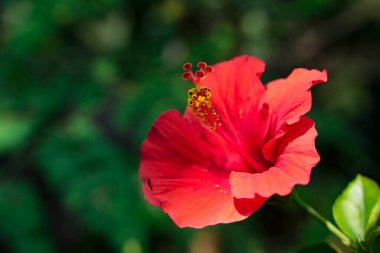 Jaba çiçekleri veya porselen çiçekleri çok renklidir.