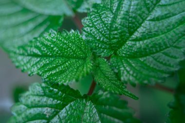 Isırgan ağacı ya da Bechuti yaprakları uygulandığında çok kaşındırır