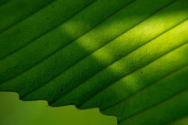 Extreme Close Picture Leaf — Stock Photo, Image