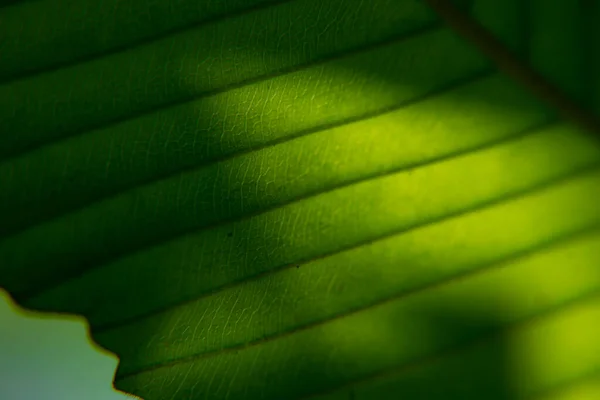 Image Extrêmement Proche Feuille Vert Profond — Photo