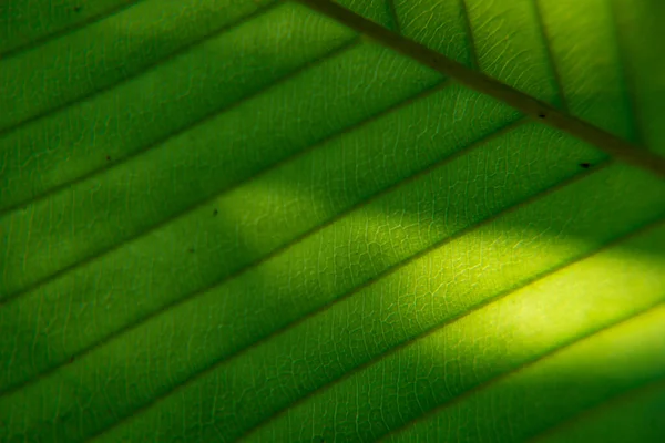 Imagen Más Cercana Extrema Hoja Verde Profunda — Foto de Stock