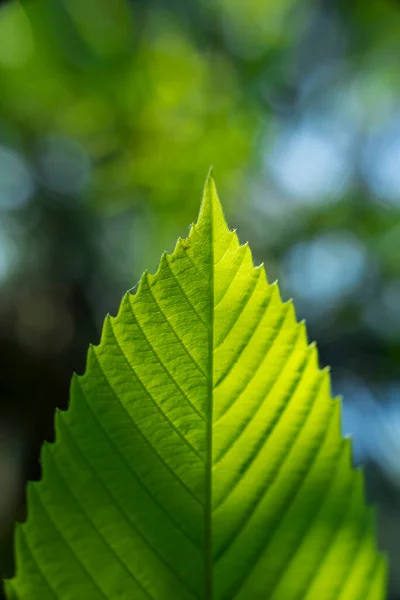 Extrémní Bližší Pohled Tmavě Zelený List — Stock fotografie