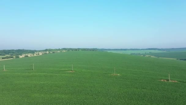 Letecký Let Nad Venkovem Krajina Rostoucí Kukuřičné Pole Ranní Východ — Stock video