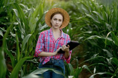 Çiftçi ya da tarımcı mısır koçanı tarlasını teftiş eder. Tarım sektörü kavramı. Tabletli tarımcı mısır koçanlarını kontrol ediyor.