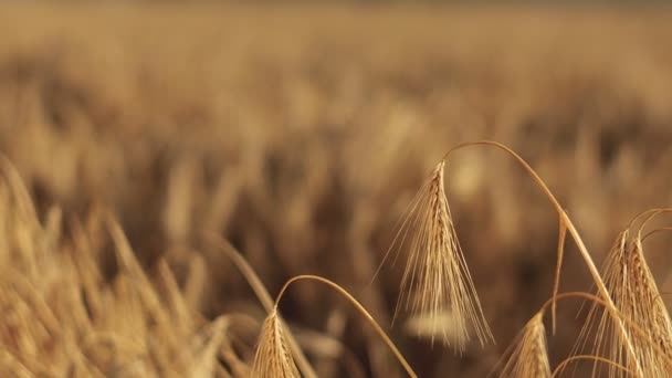 Urechile Grâu Închid Conceptul Recoltare Recoltare Macro Shot — Videoclip de stoc