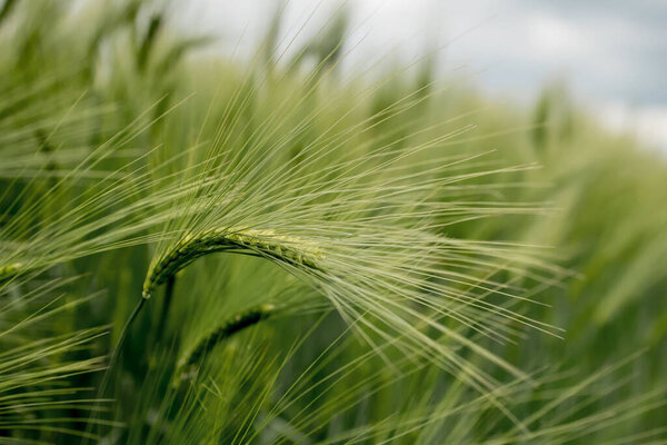 Сохнущие колосья лугового пшеничного поля. Концепция богатого урожая. Уши из зеленой пшеницы