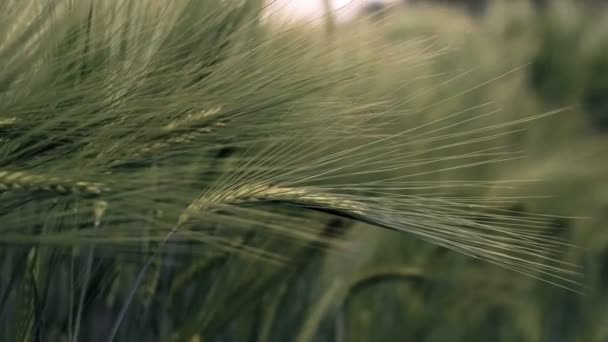 草原のコムギ畑の熟成耳 豊かな収穫の概念 スローモーションの麦畑 緑の小麦の耳を閉じる — ストック動画