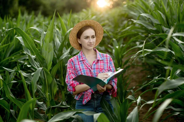 Farmer Folder Stands Corn Field Checks Growth Vegetables Agriculture Food — Stock Photo, Image
