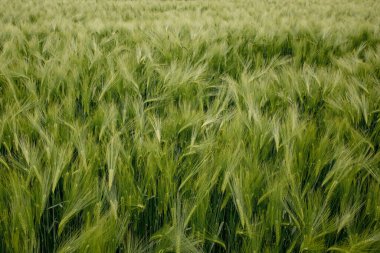 Olgunlaşmış çayır buğday tarlaları. Zengin hasat konsepti. Yeşil buğday kulakları.