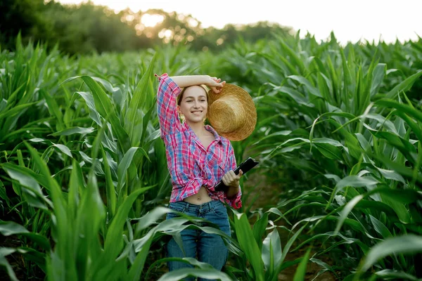 Jordbrukare Eller Agronomer Inspekterar Majskolvar Begreppet Jordbruksföretag Agronomen Med Tablett — Stockfoto