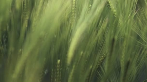 Uši Pšenice Zblízka Pěstování Pšeničného Pole Při Západu Slunce Pole — Stock video