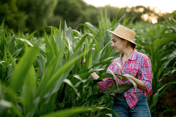 Farmář Kontrolní Kukuřičné Pole Letní Slunečný Den — Stock fotografie