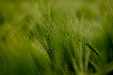 Olgunlaşmış çayır buğday tarlaları. Zengin hasat konsepti. Yeşil buğday kulakları.
