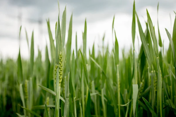 Ripening Ears Meadow Wheat Field Rich Harvest Concept Ears Green — Stock Photo, Image