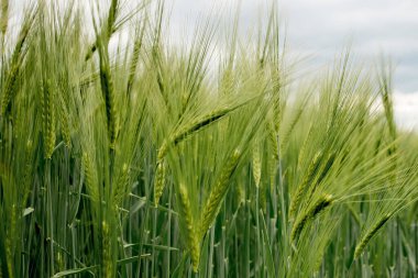 Olgunlaşmış çayır buğday tarlaları. Zengin hasat konsepti. Yeşil buğday kulakları.