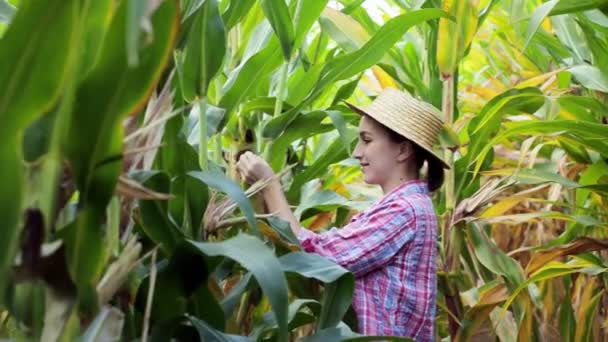 Farmář nebo agronomista si prohlédnou pole s kukuřičnými palicemi. Koncept zemědělského podnikání — Stock video