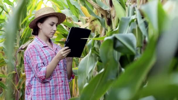 Фермер Дивиться Проростання Молодої Кукурудзи Полі Аналізує Урожайність Цього Року — стокове відео