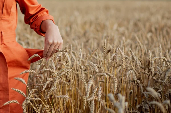 Поганий Урожай Пшениці Відсутність Зерна Порожня Кишеня — стокове фото