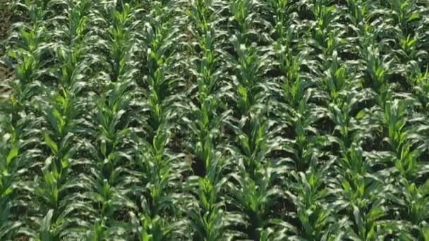 Flying Corn Field Corn Field Top View Corn Growing Farming — Vídeo de stock