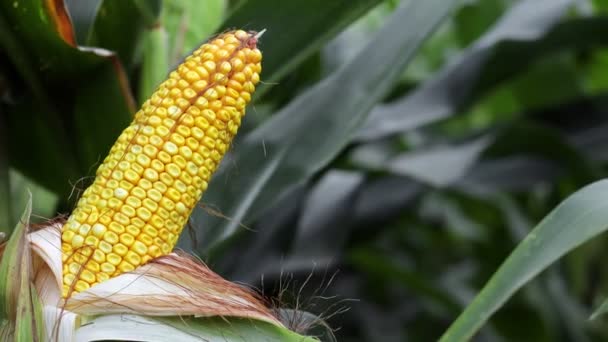 Primer Plano Del Maíz Tallo Campo Maíz — Vídeo de stock