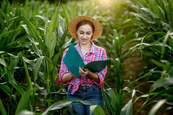 Farmář Složkou Stojí Kukuřičném Poli Kontroluje Růst Zeleniny Zemědělství Produkce — Stock fotografie