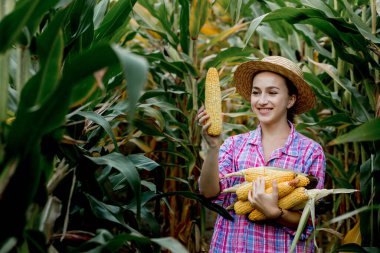 Çiftçi tarladaki genç mısırların filizlenmesine bakıyor. Bu yılın verimini analiz ediyor.
