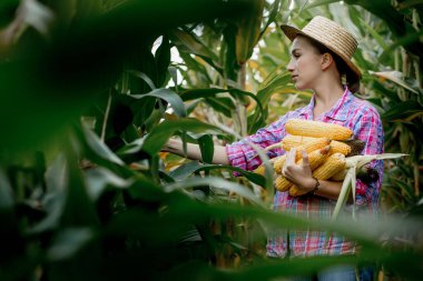 Çiftçi tarladaki genç mısırların filizlenmesine bakıyor. Bu yılın verimini analiz ediyor.