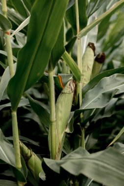 Mısır tarlasında mısır sapına yakın çekim.