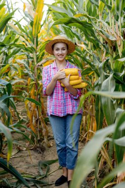 Çiftçi tarladaki genç mısırların filizlenmesine bakıyor. Bu yılın verimini analiz ediyor.