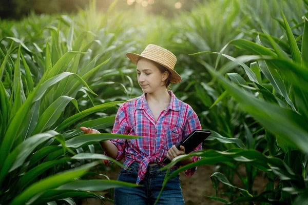 Bělošský Farmář Kráčí Kukuřičném Poli Před Západem Slunce Zkoumá Úrodu — Stock fotografie