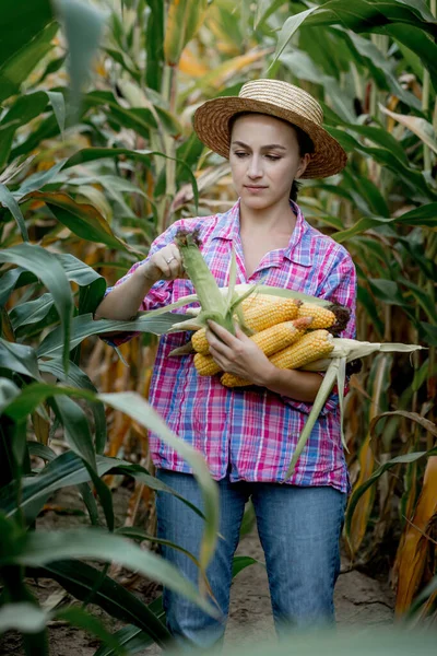 Jordbrukare Tittar Groning Ung Majs Fältet Analyserar Årets Avkastning — Stockfoto