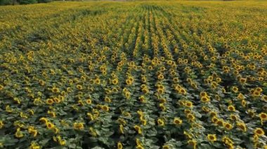 Yağlı tohum çiçekli tarım alanlarının havadan görünümü. Ayçiçeği tarlası. Üstten Görünüm.