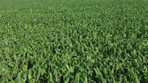 Pole Kukurydzy Młode Rośliny Kukurydzy Kołyszą Się Wietrze Polu Słoneczny — Wideo stockowe