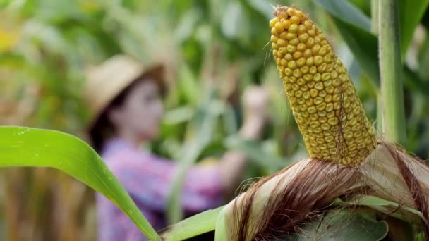 Agricultor Mirando Germinación Maíz Joven Campo Analiza Rendimiento Este Año — Vídeo de stock