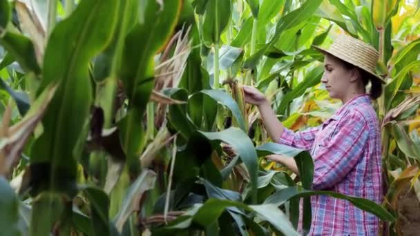 Landwirt Bei Der Keimung Von Jungem Mais Auf Dem Feld — Stockvideo