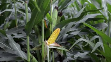 Mısır tarlasında mısır sapına yakın çekim