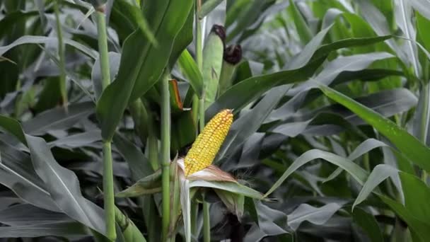 Primer plano del maíz en el tallo en el campo de maíz — Vídeo de stock