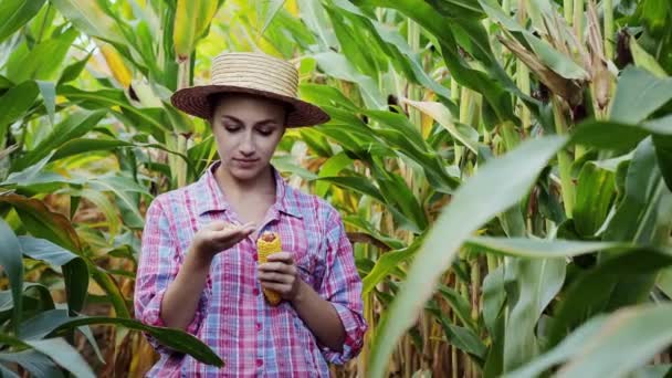 Farmář se dívá na klíčení mladé kukuřice na poli. Analyzuje výnos za letošní roky. — Stock video