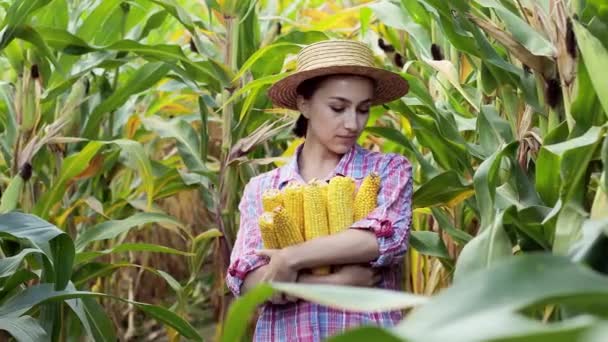 Rolnik lub agronomista sprawdzają pole kolb kukurydzy. Pojęcie działalności rolniczej — Wideo stockowe