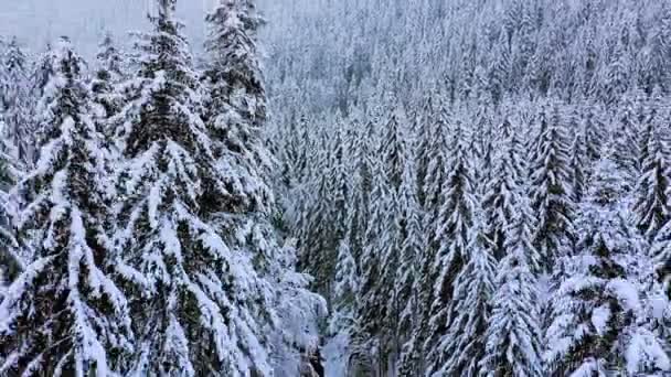冬の森の雪に覆われた針葉樹。風景 — ストック動画
